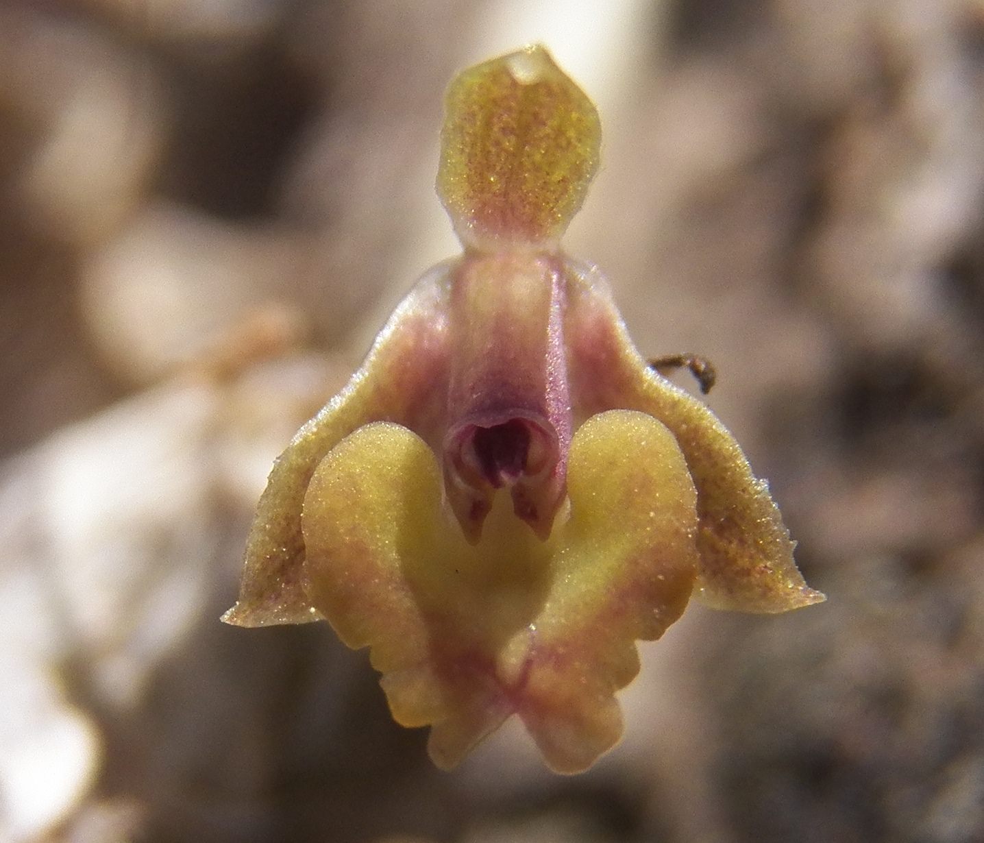 Epidendrum miserum